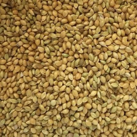 Close-up of foxtail millet grains