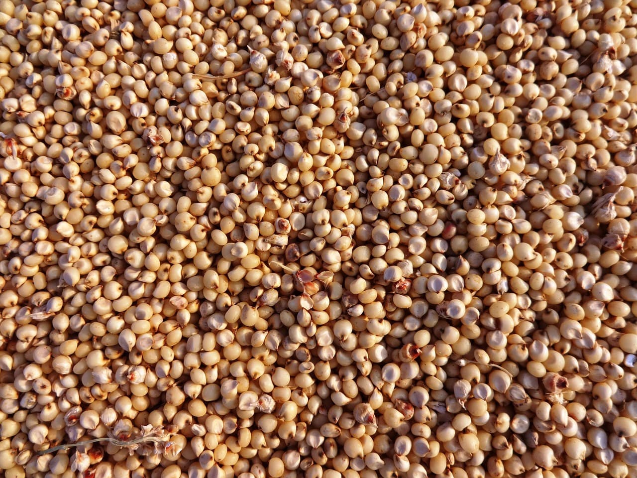 Close-up of jowar sorghum grains